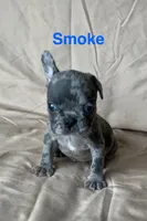 Reduced…..Smoke, a male French Bulldog for sale in Gray, KY – 6 of 10