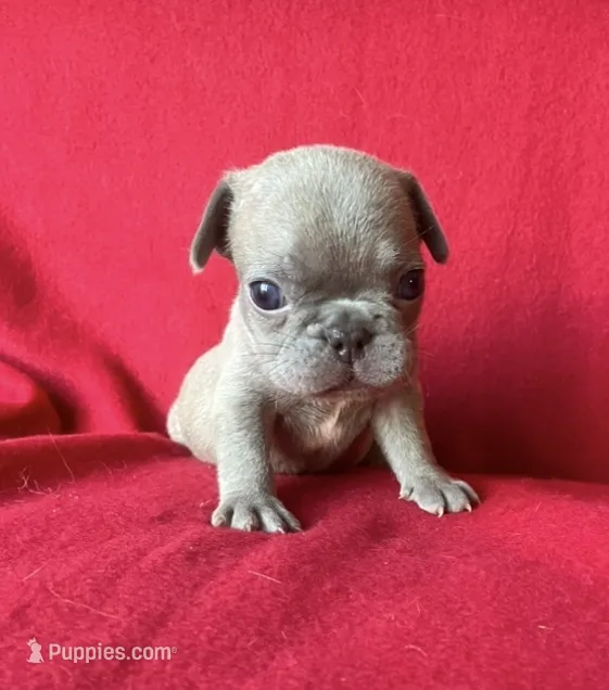 The Blues Man – French Bulldog puppy for sale in Gray, KY