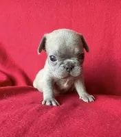 The Blues Man, a male French Bulldog for sale in Gray, KY – 1 of 3