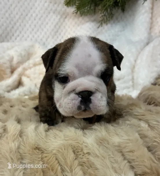 Champion sired Freedom  – English Bulldog puppy for sale in Gray, KY