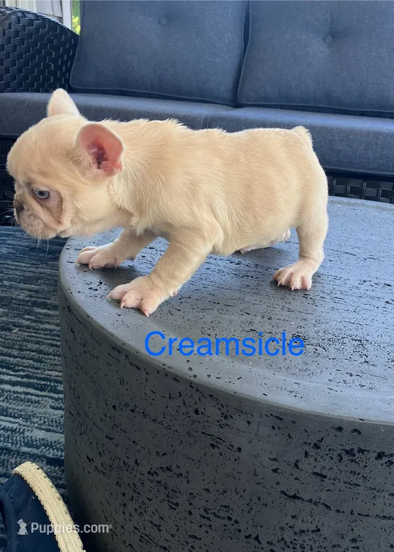 Creamsicle  – French Bulldog puppy for sale in Gray, KY