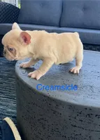 Blue eyed Creamsicle ., a male French Bulldog for sale in Gray, KY – 2 of 10