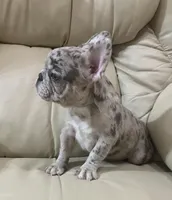 Belle found her forever family, a female French Bulldog for sale in Gray, KY – Photo 3 of 6