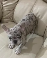 Belle found her forever family, a female French Bulldog for sale in Gray, KY – Photo 2 of 6