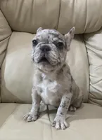 Belle found her forever family, a female French Bulldog for sale in Gray, KY – Photo 6 of 6