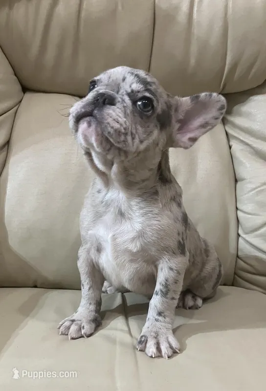 Belle found her forever family, a female French Bulldog for sale in Gray, KY – Photo 1 of 6