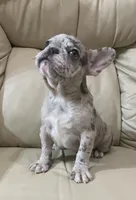 Belle found her forever family, a female French Bulldog for sale in Gray, KY – Photo 1 of 6