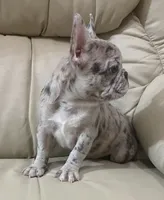 Belle found her forever family, a female French Bulldog for sale in Gray, KY – Photo 4 of 6