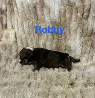 Robby, a male English Bulldog for sale in Gray, KY – 3 of 3