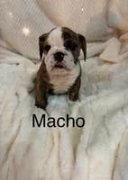Macho, a male English Bulldog for sale in Gray, KY – 2 of 3