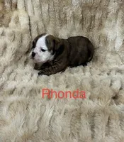 Rhonda, a female English Bulldog for sale in Gray, KY – 2 of 3