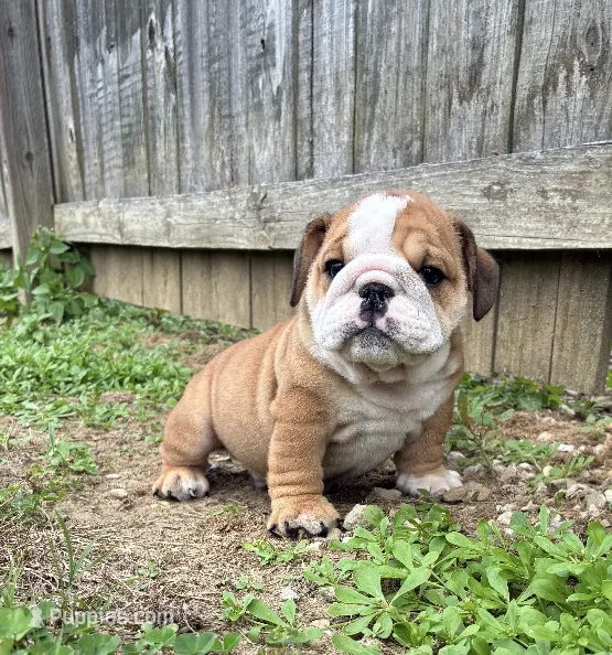 Captain America  – English Bulldog puppy for sale in Gray, KY