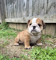 Captain America , a male English Bulldog for sale in Gray, KY – 1 of 8