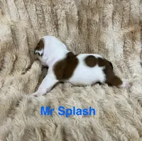 Mr Splash , a male English Bulldog for sale in Gray, KY – 3 of 3