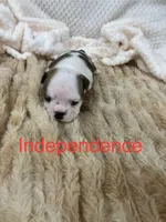 Independence…champion sired, a female English Bulldog for sale in Gray, KY – 1 of 3