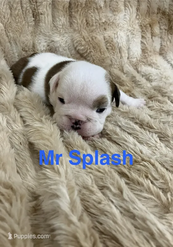 Mr Splash  – English Bulldog puppy for sale in Gray, KY