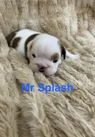 Mr Splash , a male English Bulldog for sale in Gray, KY – 1 of 3