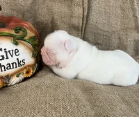 Mr Show, a male French Bulldog for sale in Gray, KY – 4 of 4