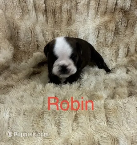 Robin  – English Bulldog puppy for sale in Gray, KY