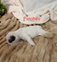 Miss Patches, a female English Bulldog for sale in Gray, KY – 3 of 3