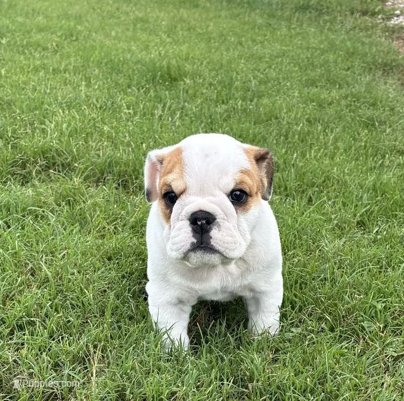 Miss Patches.champion grand sired. – English Bulldog puppy for sale in Gray, KY