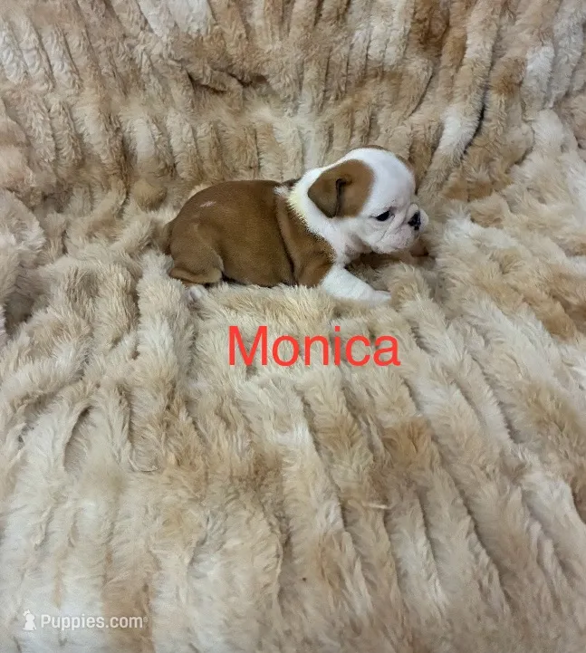 Monica – English Bulldog puppy for sale in Gray, KY