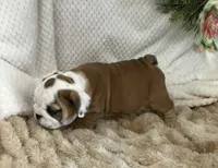 Miss Scarlett , a female English Bulldog for sale in Gray, KY – 2 of 3