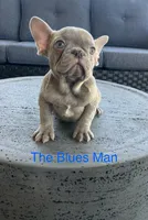 The Blues Man., a male French Bulldog for sale in Gray, KY – 2 of 9