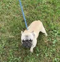 Pierre found forever home, a male French Bulldog for sale in Gray, KY – Photo 4 of 4