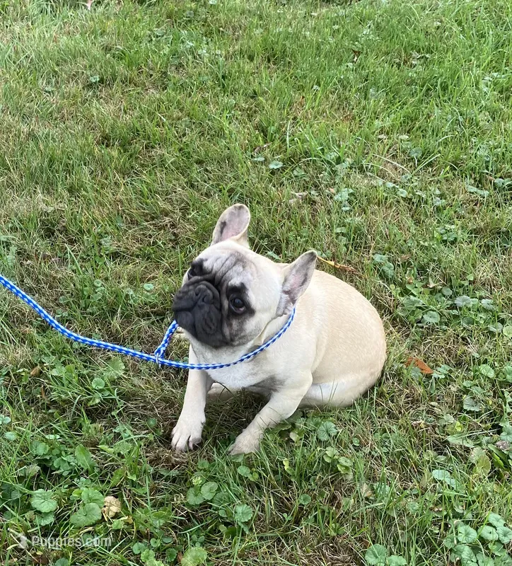 Pierre found forever home, a male French Bulldog for sale in Gray, KY – Photo 1 of 4
