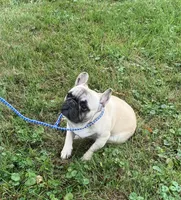 Pierre found forever home, a male French Bulldog for sale in Gray, KY – Photo 1 of 4