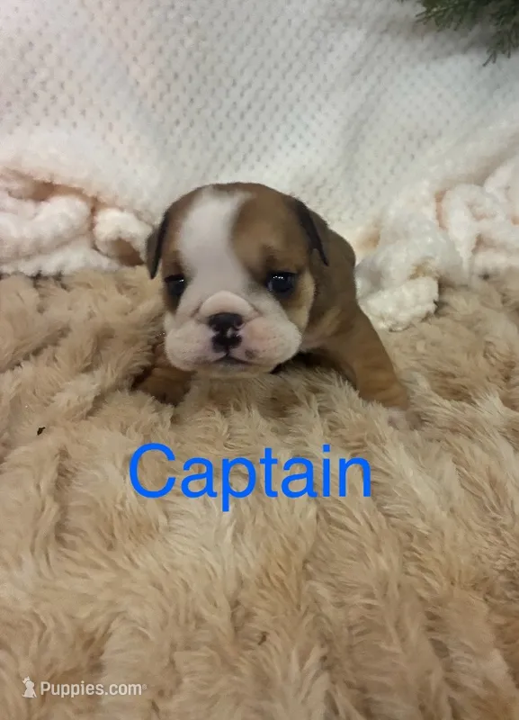 Captain America  – English Bulldog puppy for sale in Gray, KY