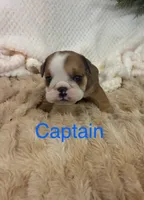 Captain America , a male English Bulldog for sale in Gray, KY – 1 of 3
