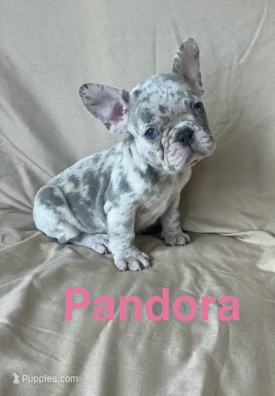 Pandora  – French Bulldog puppy for sale in Gray, KY