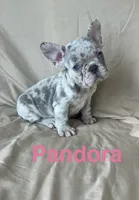 Reduced….Pandora , a female French Bulldog for sale in Gray, KY – 4 of 8
