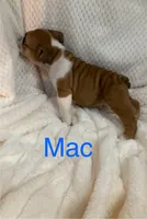 Sold-Big Red Mac, a male English Bulldog for sale in Gray, KY – 2 of 3