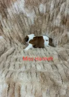 Hannah , a female English Bulldog for sale in Gray, KY – 3 of 3