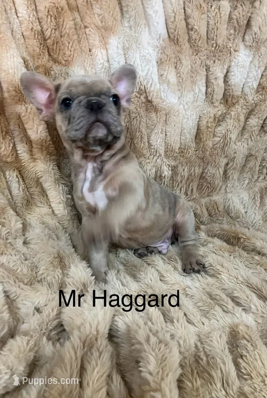Mr Haggard  – French Bulldog puppy for sale in Gray, KY