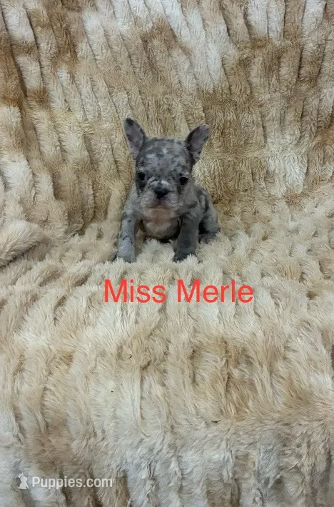 Miss Merle . – French Bulldog puppy for sale in Gray, KY