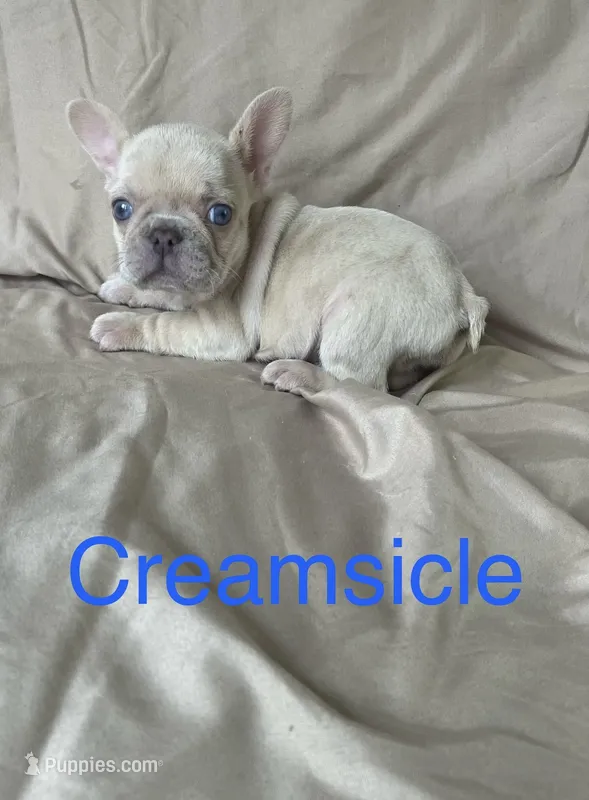 Creamsicle  – French Bulldog puppy for sale in Gray, KY