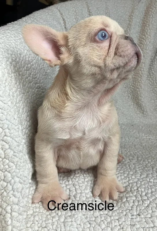 Creamsicle  – French Bulldog puppy for sale in Gray, KY