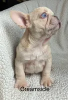 Blue eyed Creamsicle ., a male French Bulldog for sale in Gray, KY – 1 of 10
