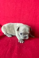 The Blues Man, a male French Bulldog for sale in Gray, KY – 3 of 3