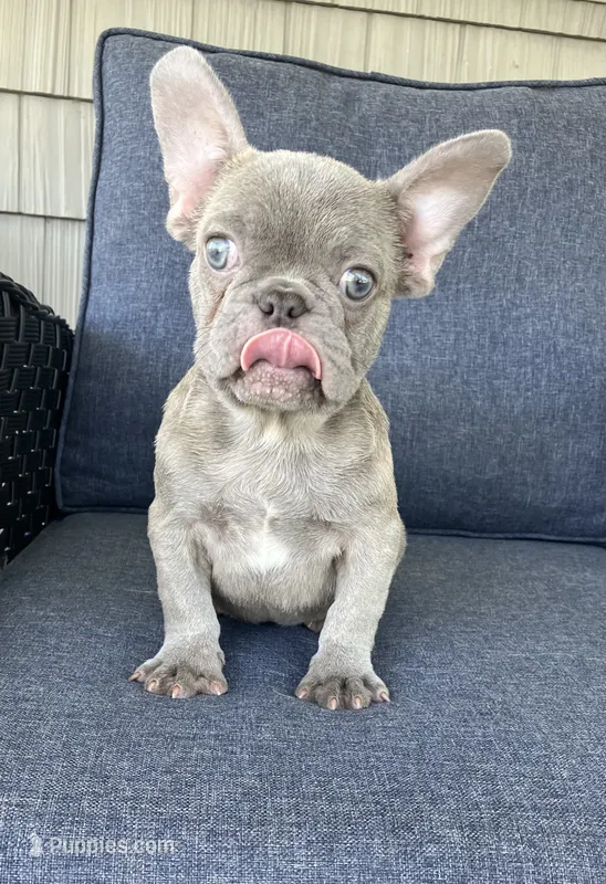 The Blues Man . – French Bulldog puppy for sale in Gray, KY