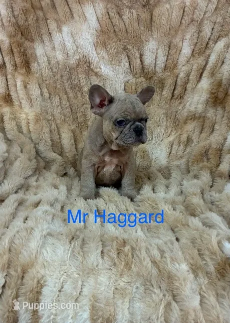 Mr Haggard  – French Bulldog puppy for sale in Gray, KY
