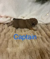 Captain America , a male English Bulldog for sale in Gray, KY – 3 of 3