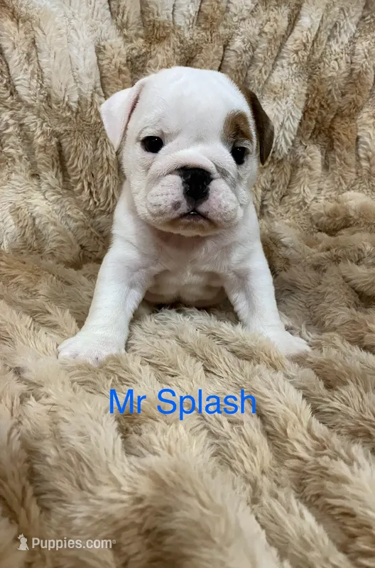 Mr Splash . – English Bulldog puppy for sale in Gray, KY