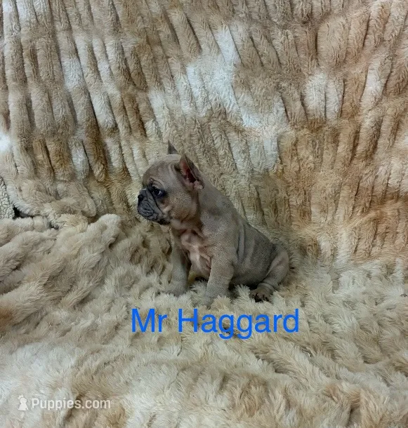 Mr Haggard  – French Bulldog puppy for sale in Gray, KY