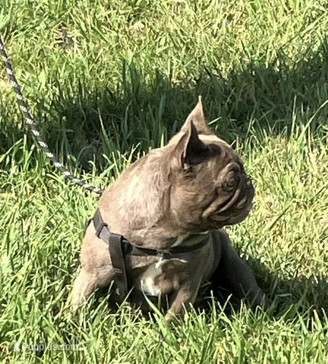 Coco Chanel. – French Bulldog puppy for sale in Gray, KY