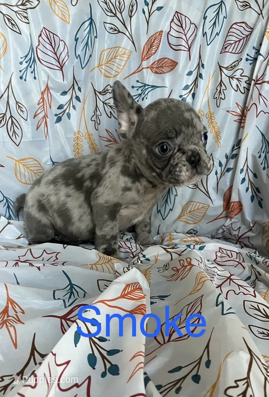 Smoke – French Bulldog puppy for sale in Gray, KY